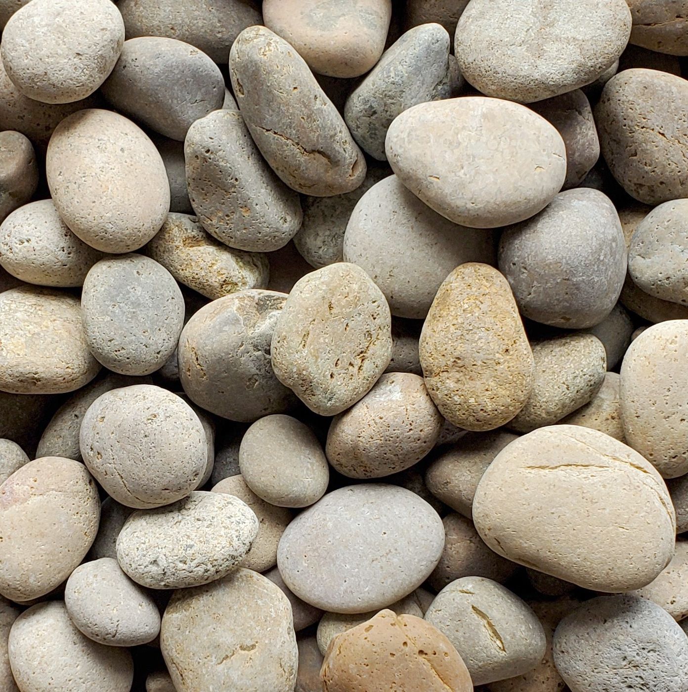Bone Mexican Beach Pebbles
